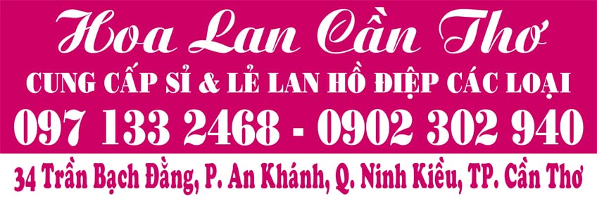 Lan-ho-diep-can-tho-uy-tin-chat-luong-gia-re-slide-1