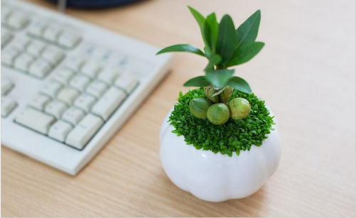 Cách trồng cây may mắn cho dân văn phòng