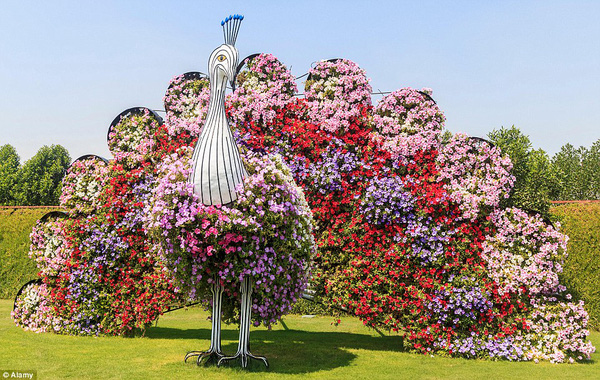 Dubai: Choáng ngợp trước công viên có 45 triệu bông hoa giữa sa mạc