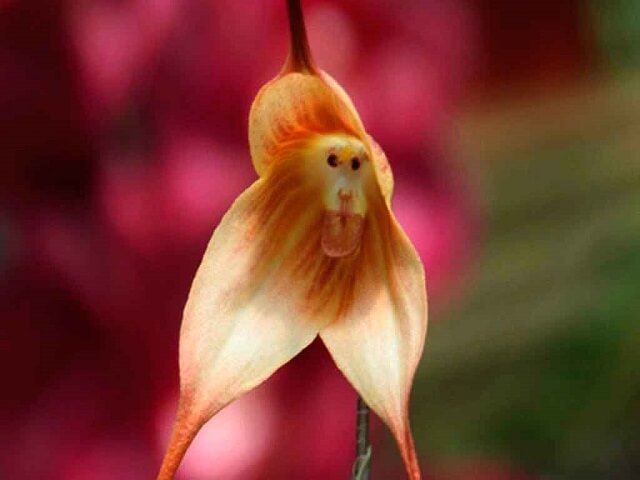 Hình hoa lan mặt khỉ