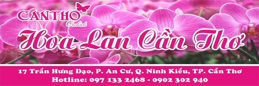 Cửa hàng bán lan Hồ Điệp tại Cần Thơ