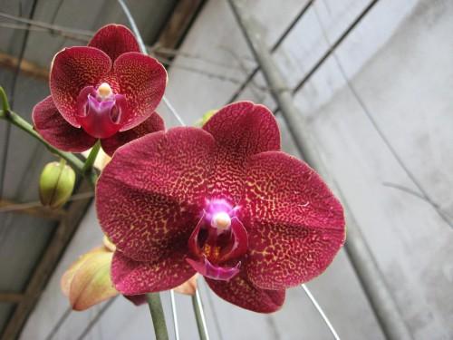 Lan hồ điệp màu đỏ thể hiện tình yêu nhiệt huyết
